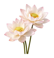 Obraz premium PNG Elegant pink lotus flowers blooming.