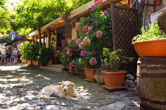 Light colored dog lying on cobblestone street near blooming hydrangeas in Nessebar