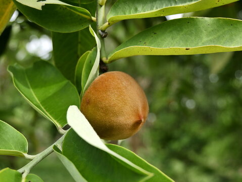 velvet apple or diospyros blancoi hairy fruit on branch in tropical tree, close up  