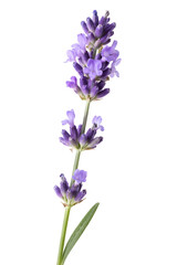 Fototapeta premium Lavender Flower Stem Isolated on White Background 
