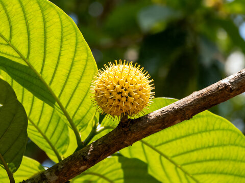 Mitragyna speciosa kratom flower on tree branch, blooming yellow kratom blossom with green leaves, medicinal tropical plant in natural sunlight isolated on White Background