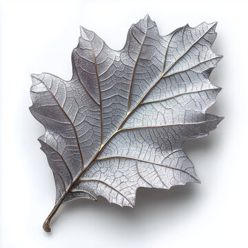 Macro photography of a single silver oak leaf with detailed texture and veins isolated on white background elegant metallic autumn foliage concept for luxury design