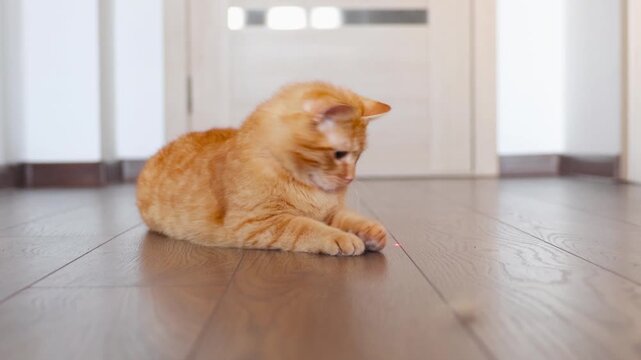 red cat Cat Plays Energetically. Playful Ginger Cat Paws At Red Laser On Wooden Ground Directly. Energetic Ginger Cat Attentively Taps Paws On Wooden Floor Aiming At Glowing Laser Spot