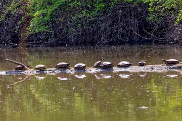 Trachemys scripta (slider freshwater turtle) Freshwater turtles basking on a fallen log in calm river, natural wildlife scene, reflections in water © Denny