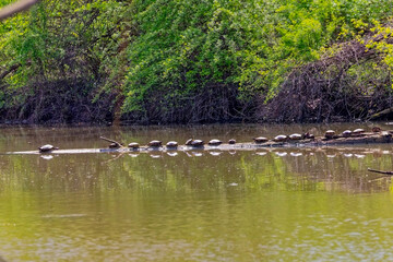 Trachemys scripta (slider freshwater turtle) Freshwater turtles basking on a fallen log in calm river, natural wildlife scene, reflections in water © Denny