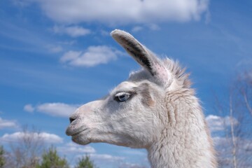 Fototapeta premium Close-up profile of a white llama with blue eyes against a blue sky with clouds. Majestic domestic animal portrait in a sunny farm setting. Perfect for nature, travel, or agriculture themes.