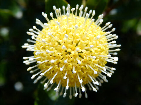 Yellow pompom flower macro, exotic Craspedia globosa billy button bloom, vibrant spherical wildflower with white stamens in a garden isolated on White Background