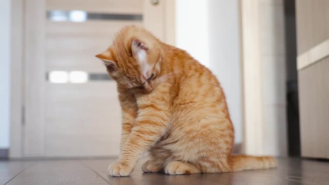 red cat Peaceful Ginger Feline Methodically Tending To Paw Along Wooden Flooring. Calm And Relaxed Ginger Cat Diligently Grooming Its Paw On Wooden Floor Beneath Softly Shining Light