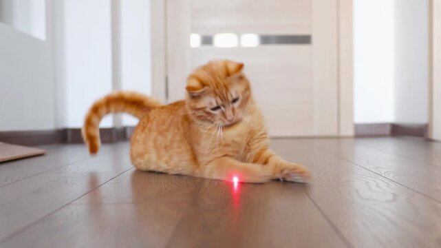red cat Feline Chase Scene. Quick Pounce By Playful Orange Feline. Energetic Feline Pursues Bright Laser Dot Indoors. Vibrant Orange Cat Ambushes Laser Dot With Swift Agility In Hallway