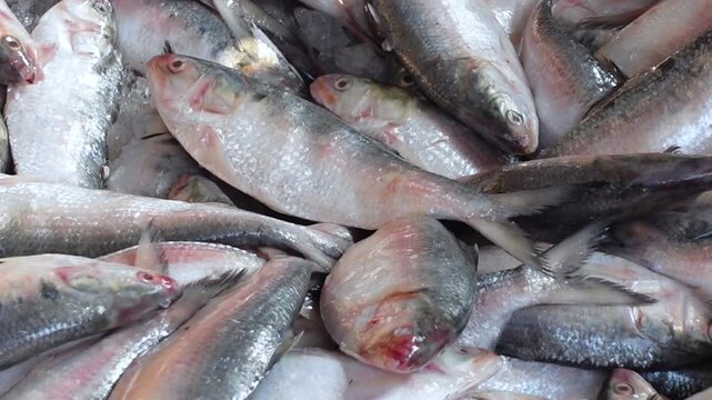 Hilsa fish, connection and crowd. Hilsa at the wholesale market. Traders are sorting and selling hilsa fish at At Kapat Bazar and Ghat Fish Landing Center in Charfason Upazila of Bhola district. 