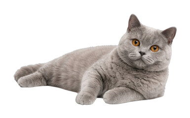 Fototapeta premium PNG Adorable gray cat relaxing peacefully.