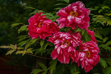 Fototapeta premium Lush pink peonies in full bloom - layered petals with white-tipped edges and golden stamens glow against deep green foliage.A vibrant, romantic floral scene perfect for spring designs, luxury branding