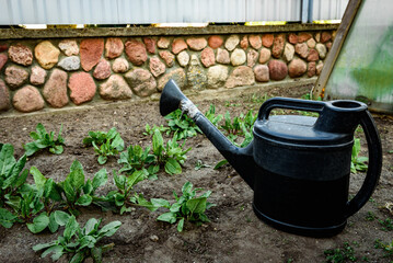 Naklejka premium Watering of fresh leaves of sorrel in the garden in early spring. 