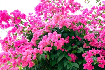 Obraz premium Bougainvillea Flowers Bloom on a Tree Against a White Wall in a Garden During Daylight Hours