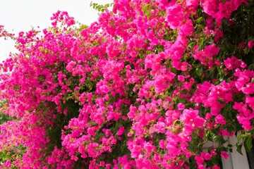 Fototapeta premium Bougainvillea Blooms Covering a Wall in a Sunny Outdoor Garden Space