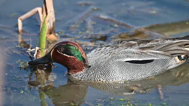 Close-Up of a Small Teal Duck Floating and Feeding in slow motion