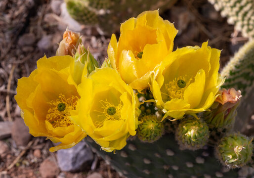 Springtime flowers blooming on a prickly pear cactus in Arizona