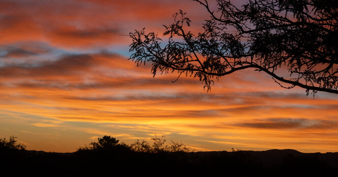 Mesquite tree silhouetted by a colorful sunrise in Southern Arizona
