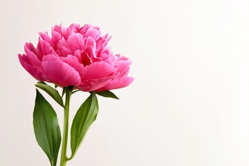 Fototapeta premium Pink Flower With Green Leaves on a Light Background in a Studio Setting