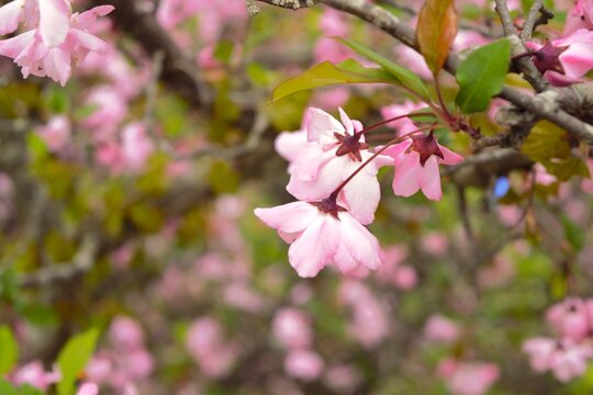 Beautiful pink crabapple blossoms blooming on a branch