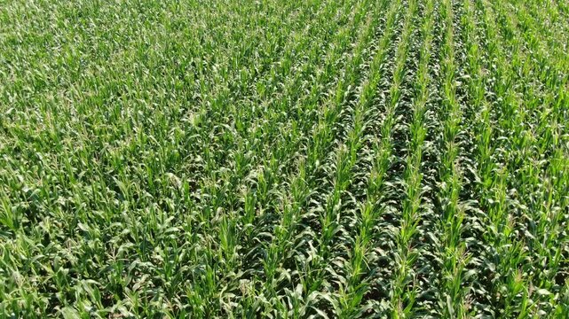 Drone flying low forward above corn field rows