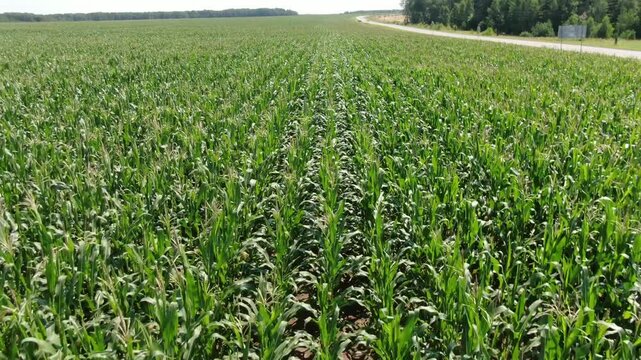 Drone flying fast backward above corn field rows