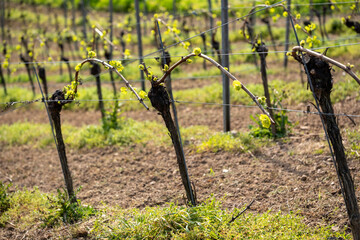 Naklejka premium Young grapevine plants are in a vineyard with new growth on vines.