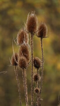 Dry wild teasel heads with dewdrops in autumn
