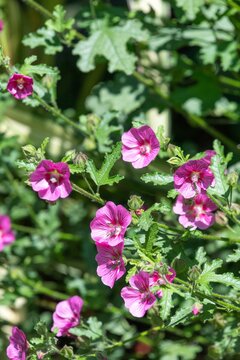 Cape mallow (anisodontea capensis) flowers in bloom