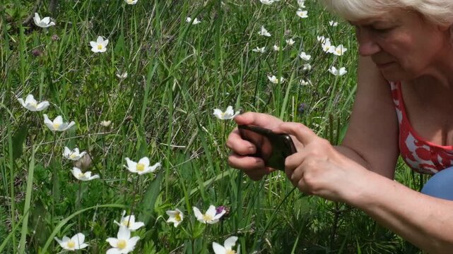 Senior woman holding a smartphone and taking a photo of beautiful spring flowers. Heartwarming scene of curiosity and connection. She captures  delicate details of nature&rsquo;s awakening