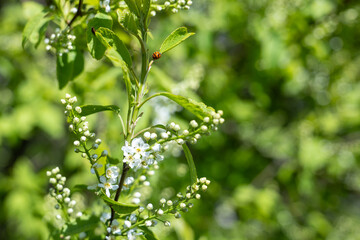 Obraz premium Ladybug on blooming bird cherry branch with white flowers in garden, outdoor daytime