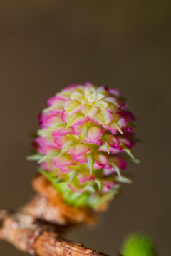 Larch strobilus: young ovulate cones on a larch branch.
