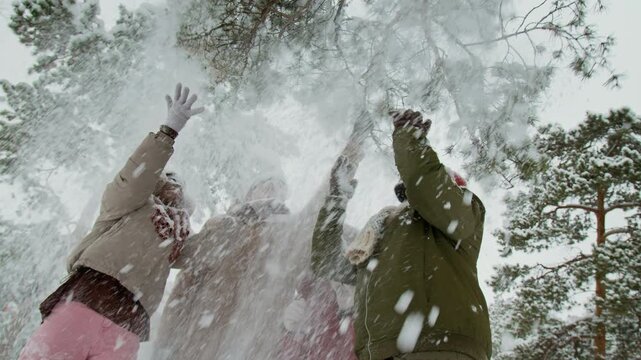 Low angle shot of four happy friends enjoying snow drifting from pine tree after young man shaking its branch in winter forest