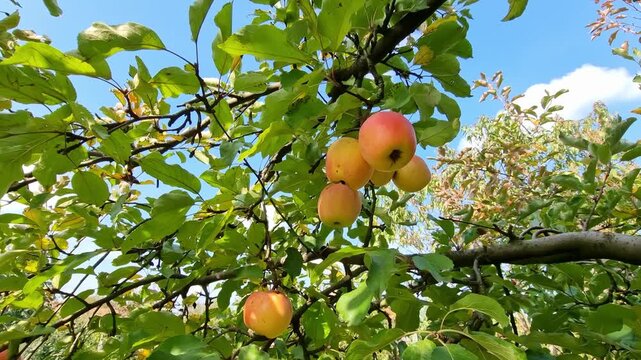 Fresh apples ripened on a tree, apples ready to harvest in organic garden in countryside on a beautiful sunny autumn day, 4K