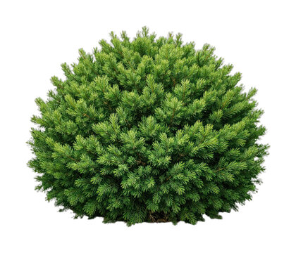 PNG Lush green round shrubbery plant