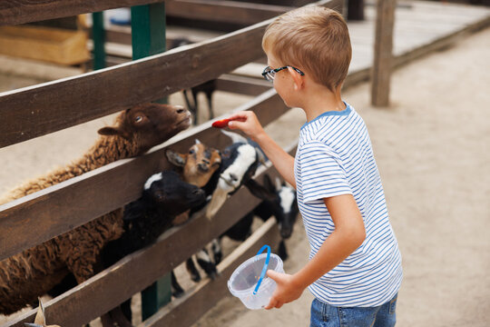 Boy feeding goats and sheep at farm enclosure