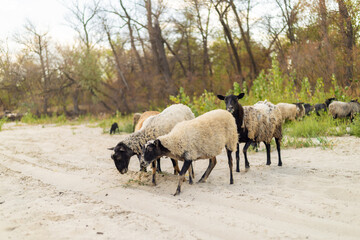 Fototapeta premium Flock of sheep grazing on sandy path near forest edge