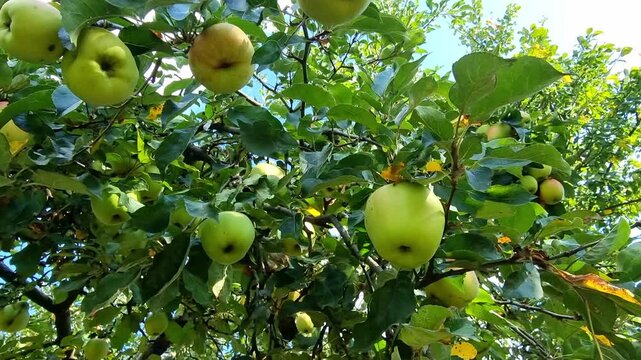 Ripe apple fruits on apple tree, branch full of apples in the orchard before harvesting, 4K