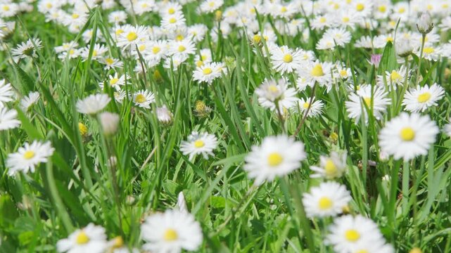 Blooming white daisies Matricaria chamomilla in green grass, family Asteraceae, chamomile flowers, meadow natural sunlight, rural scene, environmental protection, nature wildflowers background