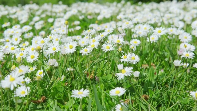 smooth camera movement over Blooming white daisies Matricaria chamomilla in grass, family Asteraceae, chamomile flowers, meadow rural scene, environmental protection, nature wildflowers background