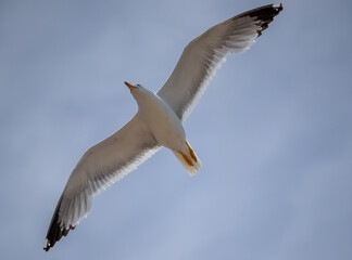 Obraz premium A white seagull flies with its wings spread with a blue sky in the background