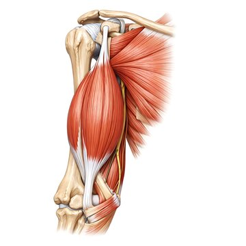 Human Arm Anatomy Illustration showing Biceps Brachii Muscle, Shoulder Joint and Pectoralis Major
