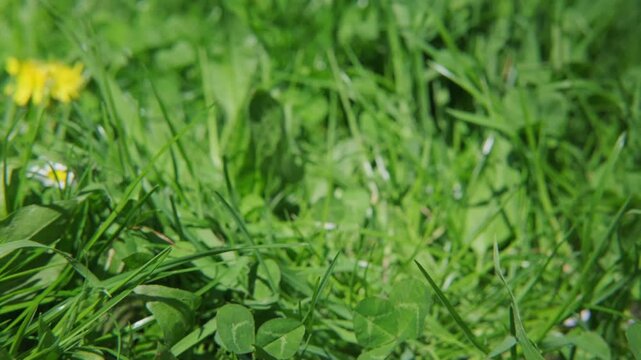 smooth camera movement over green meadow with low white daisies Matricaria chamomilla and yellow dandelions, seasonal beauty summertime, soft spring nature background, gentle wind and natural light