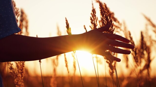 Girl touches summer grass with her hand, sunny meadow, sunset, nature. Young woman hand touching ears of grass, close-up. Happy girl walk through grassy field in park, sunlight on her palms. Freedom