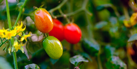 Fototapeta premium Vivid cluster of smooth cherry tomatoes ripening beautifully alongside an open bright yellow blossom illustrating the continuous growth cycle of organic produce