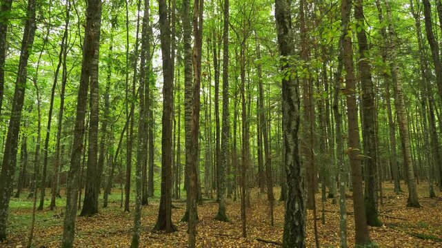 POV walk through damp forest with tall trees under soft overcast light
