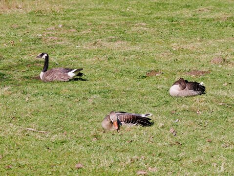 G&auml;nse fressen im Liegen auf der Wiese
