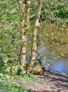 Person sitzt am Ufer des Alsterkanals am Baum