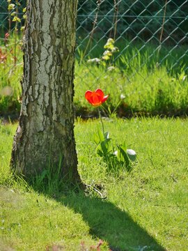 Bunte Tulpen am Baum
