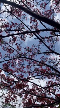 Vertical view of red flowers on tree branches against blue sky